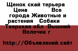 Щенок скай терьера › Цена ­ 20 000 - Все города Животные и растения » Собаки   . Тверская обл.,Вышний Волочек г.